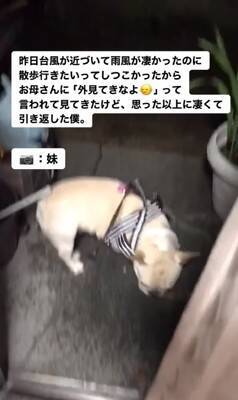 台風の中、散歩に行きたがる犬に『外を見せた』結果…想像以上の反応が面白すぎると217万再生「綺麗なUターンで草」「子供みたいｗ」と爆笑