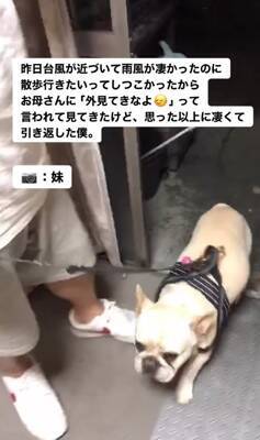 台風の中、散歩に行きたがる犬に『外を見せた』結果…想像以上の反応が面白すぎると217万再生「綺麗なUターンで草」「子供みたいｗ」と爆笑