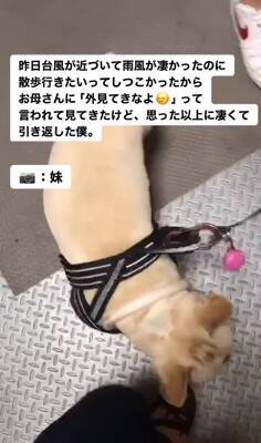 台風の中、散歩に行きたがる犬に『外を見せた』結果…想像以上の反応が面白すぎると217万再生「綺麗なUターンで草」「子供みたいｗ」と爆笑