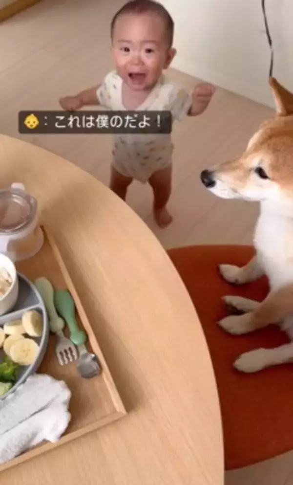 犬が『赤ちゃんの椅子を奪った』結果…まさかの『知らないふりを決め込む光景』に爆笑「どっちも可愛い」「すまし顔ｗ」と4万再生を突破