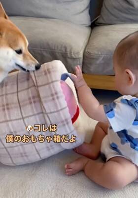 犬が『赤ちゃんの椅子を奪った』結果…まさかの『知らないふりを決め込む光景』に爆笑「どっちも可愛い」「すまし顔ｗ」と4万再生を突破