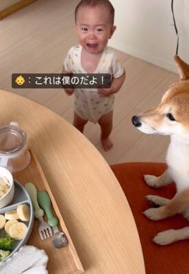 犬が『赤ちゃんの椅子を奪った』結果…まさかの『知らないふりを決め込む光景』に爆笑「どっちも可愛い」「すまし顔ｗ」と4万再生を突破