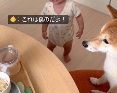 犬が『赤ちゃんの椅子を奪った』結果…まさかの『知らないふりを決め込む光景』に爆笑「どっちも可愛い」「すまし顔ｗ」と4万再生を突破