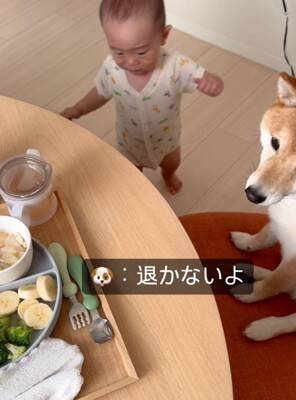 犬が『赤ちゃんの椅子を奪った』結果…まさかの『知らないふりを決め込む光景』に爆笑「どっちも可愛い」「すまし顔ｗ」と4万再生を突破