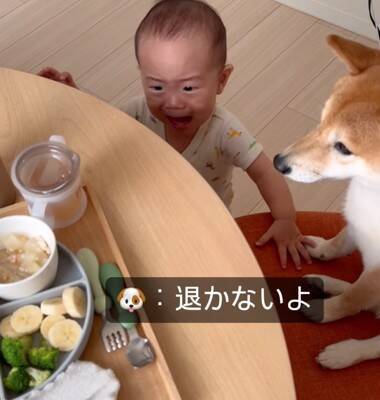 犬が『赤ちゃんの椅子を奪った』結果…まさかの『知らないふりを決め込む光景』に爆笑「どっちも可愛い」「すまし顔ｗ」と4万再生を突破