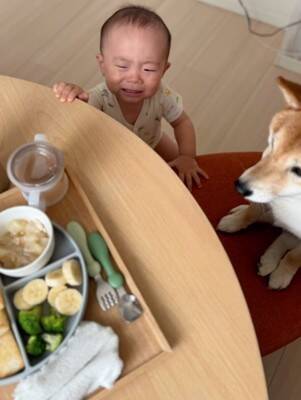 犬が『赤ちゃんの椅子を奪った』結果…まさかの『知らないふりを決め込む光景』に爆笑「どっちも可愛い」「すまし顔ｗ」と4万再生を突破