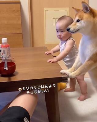 犬が『赤ちゃんの椅子を奪った』結果…まさかの『知らないふりを決め込む光景』に爆笑「どっちも可愛い」「すまし顔ｗ」と4万再生を突破