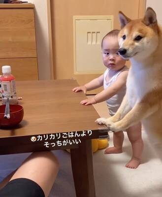 犬が『赤ちゃんの椅子を奪った』結果…まさかの『知らないふりを決め込む光景』に爆笑「どっちも可愛い」「すまし顔ｗ」と4万再生を突破