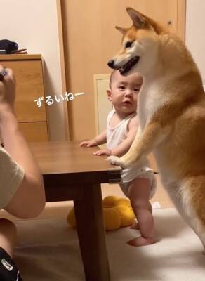 犬が『赤ちゃんの椅子を奪った』結果…まさかの『知らないふりを決め込む光景』に爆笑「どっちも可愛い」「すまし顔ｗ」と4万再生を突破