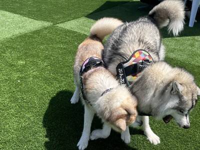 お義母さんに『大型犬が遊ぶ写真』をLINE→届いた返信が…想定外だった『まさかの疑い』に「倍はあって草」「なんて大きいモフモフｗ」の声