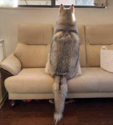 お義母さんに『大型犬が遊ぶ写真』をLINE→届いた返信が…想定外だった『まさかの疑い』に「倍はあって草」「なんて大きいモフモフｗ」の声