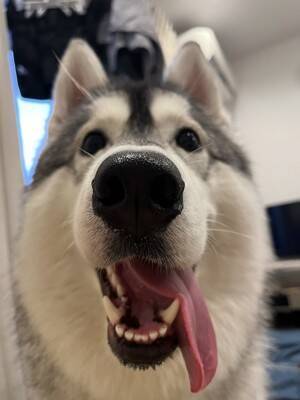 お義母さんに『大型犬が遊ぶ写真』をLINE→届いた返信が…想定外だった『まさかの疑い』に「倍はあって草」「なんて大きいモフモフｗ」の声