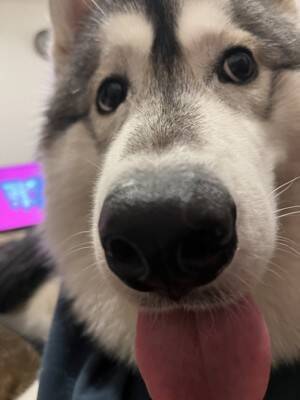 お義母さんに『大型犬が遊ぶ写真』をLINE→届いた返信が…想定外だった『まさかの疑い』に「倍はあって草」「なんて大きいモフモフｗ」の声