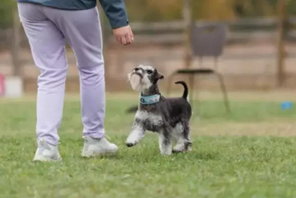 犬と『良い関係』を築くために欠かせないこと3つ　愛犬から信頼を得るために飼い主が注意すべきこととは