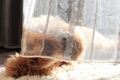 犬と『良い関係』を築くために欠かせないこと3つ　愛犬から信頼を得るために飼い主が注意すべきこととは