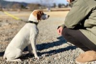 『初対面の犬』に勝手に触れてはいけない理由4つ　起こりうるトラブルや適切なアプローチの方法も解説