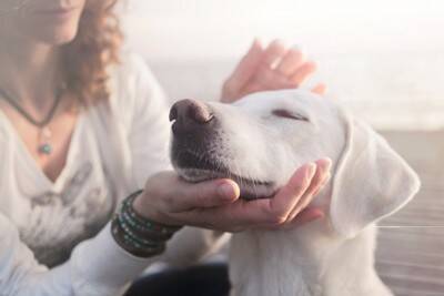 『初対面の犬』に勝手に触れてはいけない理由4つ　起こりうるトラブルや適切なアプローチの方法も解説
