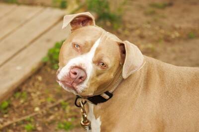 犬が『頭を押し付けてくる』ときの理由4つ　隠されている心理から応え方のポイントまで