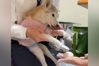 17歳の老犬と一緒に『餅つき』をした結果→家族愛に溢れた『泣ける光景』が43万再生の反響「幸せに溢れてて涙」「全てが愛おしい空間」