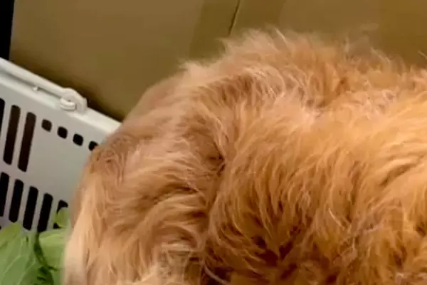 『なにやら変な音がする』と確認しに行ったら、大型犬が…まさかの光景が103万再生「うちの犬もやってたｗ」「可愛すぎ」「笑ってしまった」