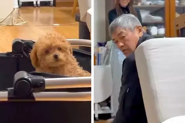 父に内緒で『極小の赤ちゃん犬』を飼った結果→帰宅しても気付かずに…発見した瞬間の『まさかの反応』が66万再生「お父さん可愛いｗ」「最高」