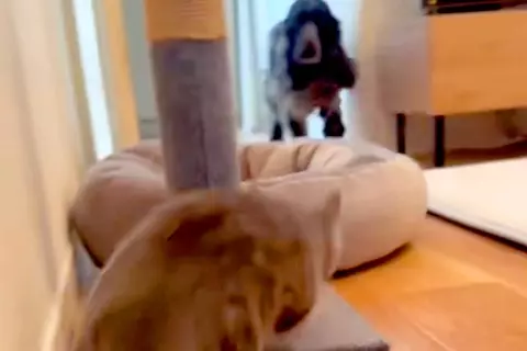 『絶対に負ける戦いに挑む猫』→走ってくる犬に向かっていき…まさかの『当たり屋すぎる光景』が34万再生「芸術点高すぎｗ」「素晴らしい根性」