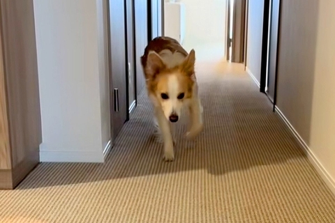 出かけようとすると『足が痛い』と訴えてくる犬→仕方なく家の中に戻った結果…『まさかの光景』に爆笑続々「完全に仮病で草」「頭良すぎｗｗ」