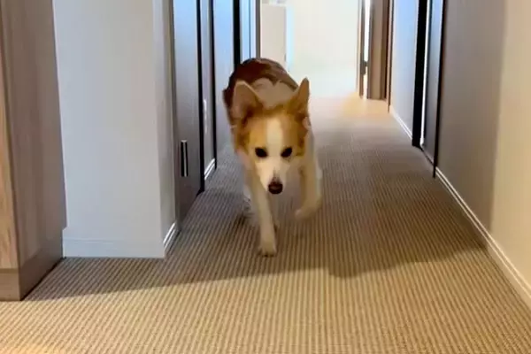 出かけようとすると『足が痛い』と訴えてくる犬→仕方なく家の中に戻った結果…『まさかの光景』に爆笑続々「完全に仮病で草」「頭良すぎｗｗ」