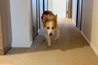 出かけようとすると『足が痛い』と訴えてくる犬→仕方なく家の中に戻った結果…『まさかの光景』に爆笑続々「完全に仮病で草」「頭良すぎｗｗ」