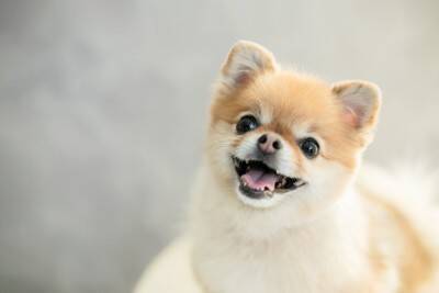 犬が『大好きな人』にだけみせるサイン4選　愛犬からの特別な行動や好かれる方法まで解説