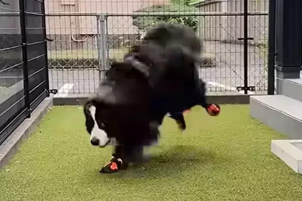 超大型犬が『初めて靴を履いた』結果→ぎこちない歩き方になってしまい…可愛くて面白い『動き』に反響「ドタドタアンヨが可愛い」「お利口さん」