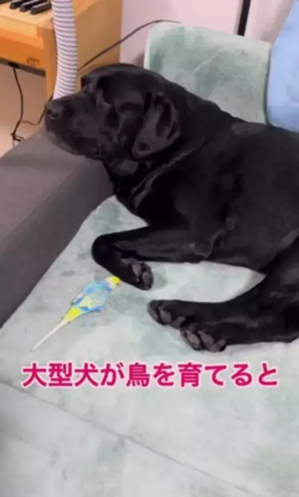 大型犬が『インコを育てた』結果…まさかの『母親だと思っている光景』が尊すぎると60万再生「ふたりともなんて可愛いの」「一心同体」と絶賛