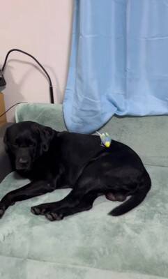 大型犬が『インコを育てた』結果…まさかの『母親だと思っている光景』が尊すぎると60万再生「ふたりともなんて可愛いの」「一心同体」と絶賛