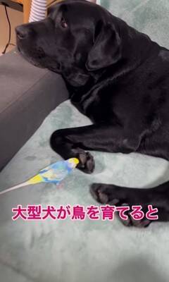 大型犬が『インコを育てた』結果…まさかの『母親だと思っている光景』が尊すぎると60万再生「ふたりともなんて可愛いの」「一心同体」と絶賛