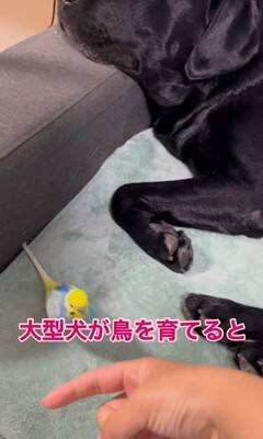 大型犬が『インコを育てた』結果…まさかの『母親だと思っている光景』が尊すぎると60万再生「ふたりともなんて可愛いの」「一心同体」と絶賛