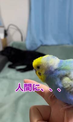 大型犬が『インコを育てた』結果…まさかの『母親だと思っている光景』が尊すぎると60万再生「ふたりともなんて可愛いの」「一心同体」と絶賛