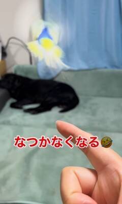 大型犬が『インコを育てた』結果…まさかの『母親だと思っている光景』が尊すぎると60万再生「ふたりともなんて可愛いの」「一心同体」と絶賛