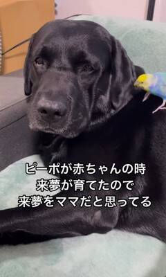 大型犬が『インコを育てた』結果…まさかの『母親だと思っている光景』が尊すぎると60万再生「ふたりともなんて可愛いの」「一心同体」と絶賛