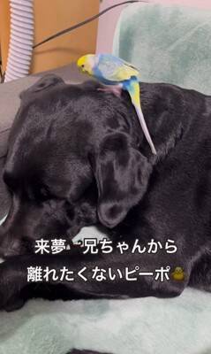 大型犬が『インコを育てた』結果…まさかの『母親だと思っている光景』が尊すぎると60万再生「ふたりともなんて可愛いの」「一心同体」と絶賛
