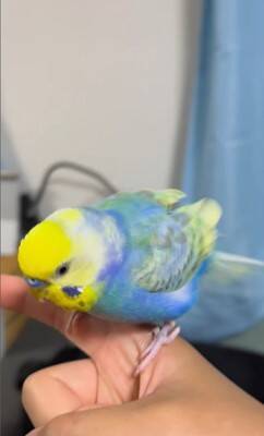 大型犬が『インコを育てた』結果…まさかの『母親だと思っている光景』が尊すぎると60万再生「ふたりともなんて可愛いの」「一心同体」と絶賛
