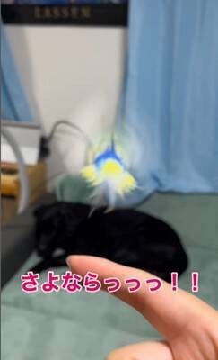 大型犬が『インコを育てた』結果…まさかの『母親だと思っている光景』が尊すぎると60万再生「ふたりともなんて可愛いの」「一心同体」と絶賛