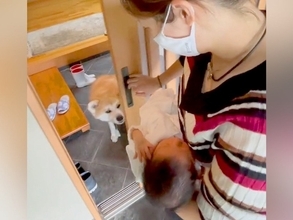 出産のため２週間の検査入院→退院後、赤ちゃんと家に帰った結果…涙が出るほど素敵な『秋田犬のはじめまして』が72万再生「なんか泣けた」