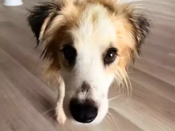 処分寸前で保護された犬を『先住犬とともに大切に育てた』結果…涙が止まらない『数ヶ月間の物語』に反響「切なすぎる…」「最後までありがとう」