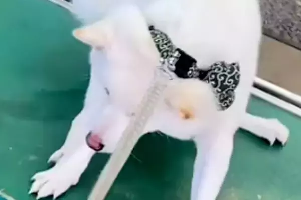 飼い主の入院でペットホテルに預けられた犬→お迎えに行き『すぐに帰りたがる』と思ったら⋯想定外の展開が12万再生「そんなにｗｗ」「可愛い」