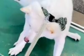 飼い主の入院でペットホテルに預けられた犬→お迎えに行き『すぐに帰りたがる』と思ったら⋯想定外の展開が12万再生「そんなにｗｗ」「可愛い」