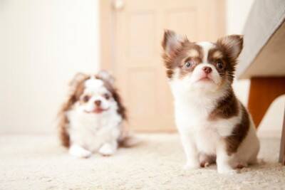 犬が『そっけない態度』をとる4つの理由　主な心理や愛犬に興味を持ってもらう方法まで