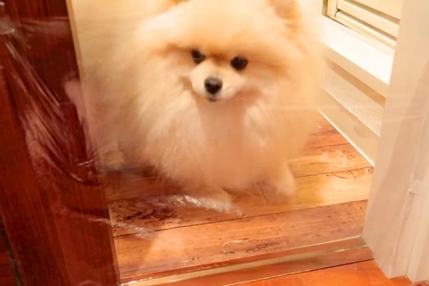 ラップで『透明の壁』を作ってみた結果、犬が…困って立ち尽くしていたかと思いきや『予想外の解決方法』に反響「強行突破ｗｗ」「超賢い」