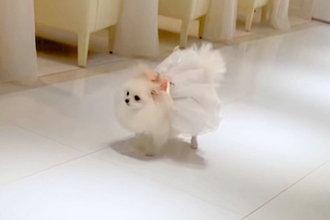 結婚式で『リングドッグ』をした犬→『まっすぐ来てくれる』と思いきや、参列者に…尊すぎる『ご挨拶』が38万再生「可愛い」「ファンサ最高」