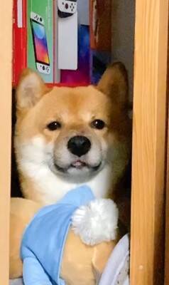 カミナリが鳴り響いたら、部屋にいた犬が…とてつもなく可愛い『まさかの避難姿』が503万再生「無の顔で草」「置物になってるｗ」と大絶賛