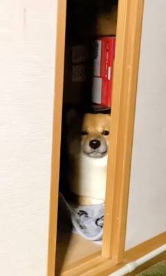 カミナリが鳴り響いたら、部屋にいた犬が…とてつもなく可愛い『まさかの避難姿』が503万再生「無の顔で草」「置物になってるｗ」と大絶賛